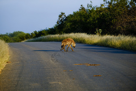 鬣狗科路对面的HyenaCrocutacrocuta野生动物夏天图片