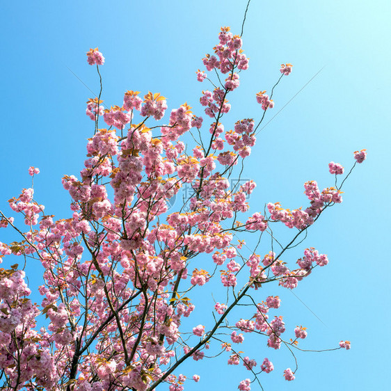 新鲜的蓝色天空普鲁纳斯瑟拉塔花朵美丽的樱桃图片