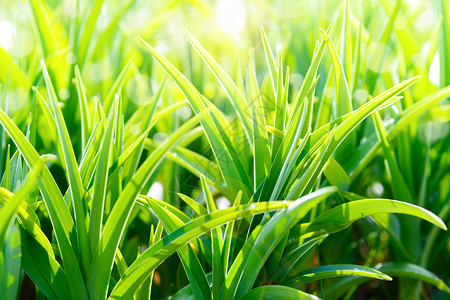 以阳光作为完整框架的新鲜绿草地自然抽象背景花园颜色散景图片