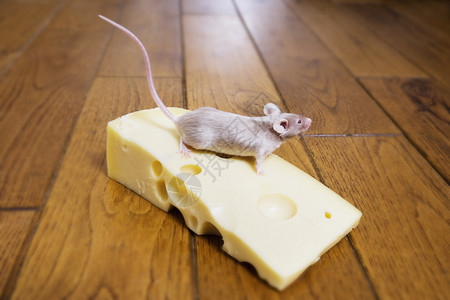 国内的乐趣一只老鼠在吃块奶酪平衡图片