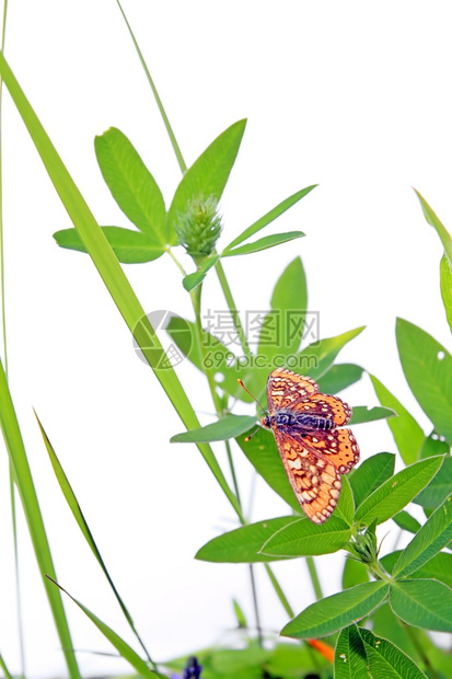 美丽脆弱草药上的蝴蝶昆虫图片
