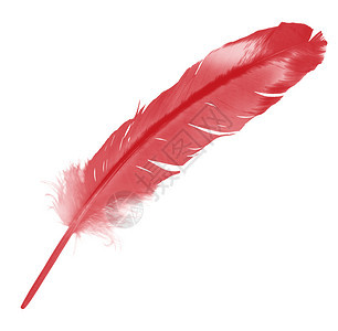 白色背景上孤立的美丽红褐色羽毛趋势柔软度优质的图片