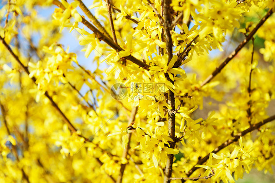 美丽的黄色开花春秋时的奥瑟西亚树枝绿色新鲜的复活节图片