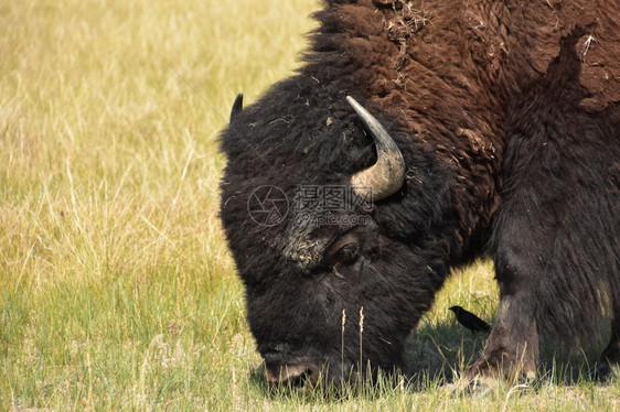 令人惊叹的达科他州荒野近距离看一羊毛野牛在草地上放牧图片