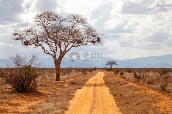 萨凡纳蓝色的预订路边树红土远处的山丘肯尼亚图片