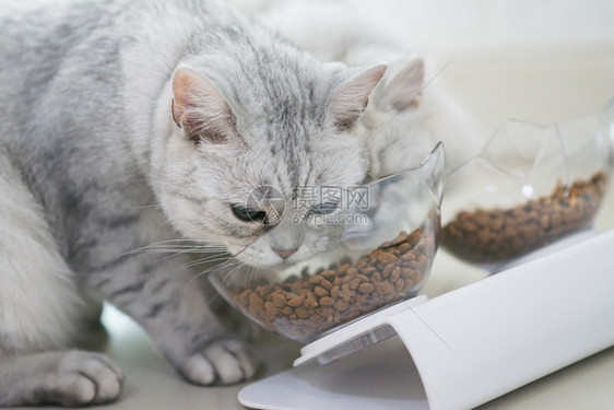 猫咪吃碗中的猫粮图片