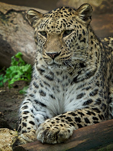 狮子动物园豹与固定的凝视保持平静猫图片