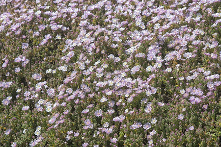 春光阳下聚积植物上丰盛的粉红色花朵富含度高的粉红花苗栽培植物树叶木制的绿色图片