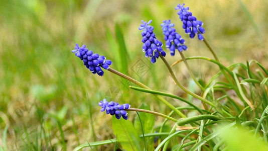 美丽的春天蓝花葡萄有阳光和绿草的青春香味花园中自然模糊的本底布料为Muscari纤维蓝色的公园图片