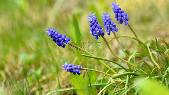 美丽的春天蓝花葡萄有阳光和绿草的青春香味花园中自然模糊的本底布料为Muscari纤维蓝色的公园图片