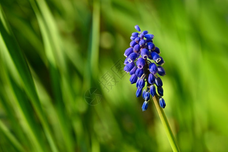 公园生长美丽的春天蓝花葡萄有阳光和绿草的青春香味花园中自然模糊的本底布料为Muscari纤维户外图片
