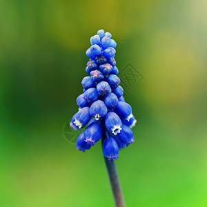 丰富多彩的美丽春天蓝花葡萄有阳光和绿草的青春香味花园中自然模糊的本底布料为Muscari纤维花朵充满活力图片