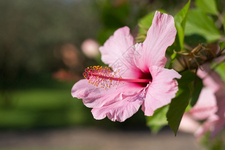 绿色植物群玫瑰粉红色的芙蓉RosaSinensis美丽的开花植物粉红色的芙蓉图片