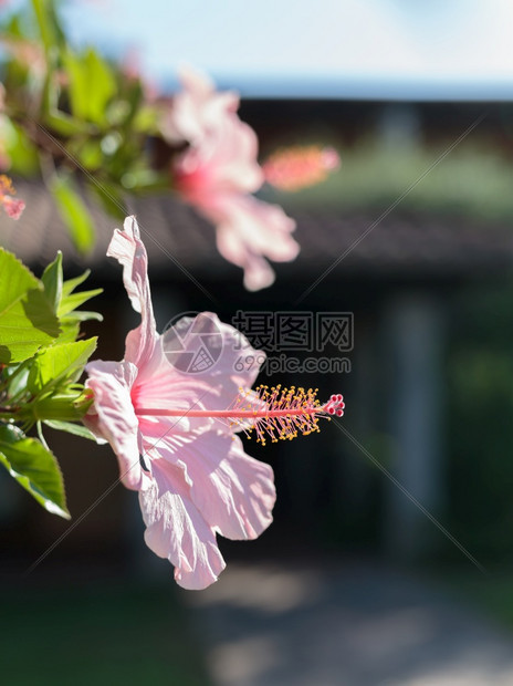 粉红色的芙蓉RosaSinensis美丽的开花植物美丽的开花植物鞋黑自然学图片