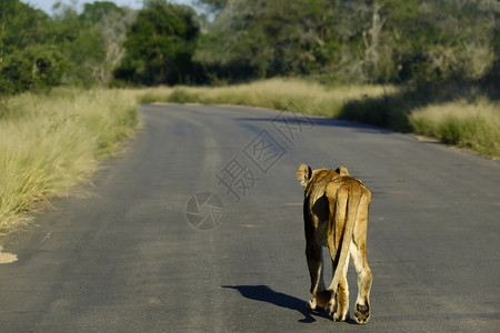 哺乳动物黑豹孤独的老得瘦非洲狮子在停机坪上行走路图片