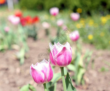 美丽的郁金香花朵图片