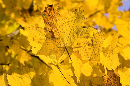 黄色的秋叶图片