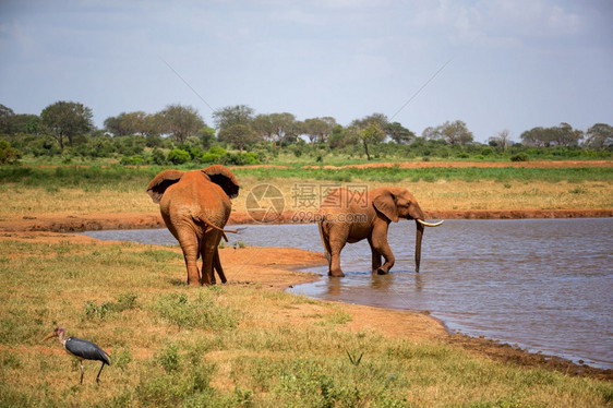 非洲喝水的大象图片