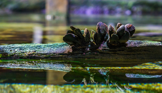 在反映水海洋和自然背景的木束上共聚一组普通贝壳合在一起欧洲的装饰蜈蚣科图片