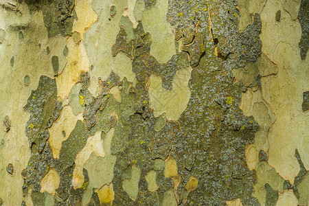 质地环境树皮平图案背景木自然防御装置软树干图片