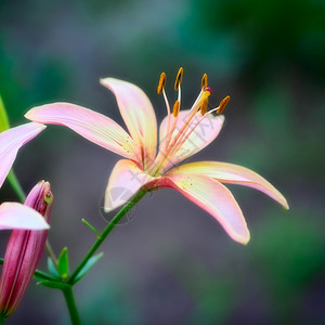 黄色的花园中美丽粉红色百合花关上粉色的春天图片