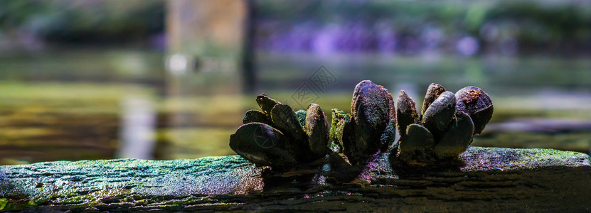 水族馆一种蛤蜊关闭木束上一组普通贝壳天然在海上背景图片