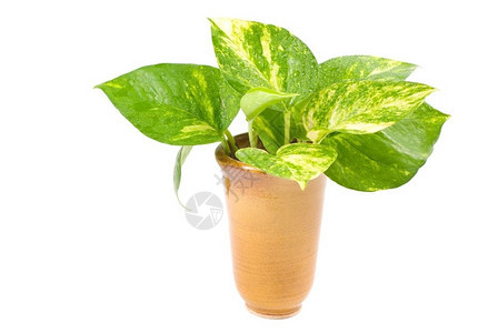 有机的波特花瓶中孤立的绿色植物新鲜水壶和谐棕色的图片