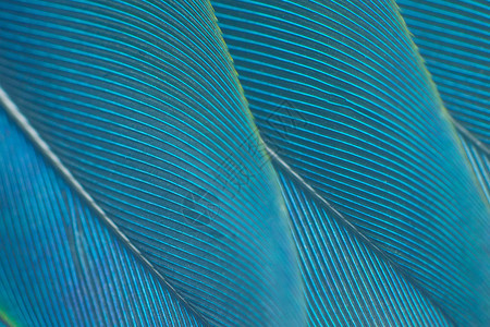 鹰奢华自然绿色松石复古彩趋势鸡羽毛纹理背景图片
