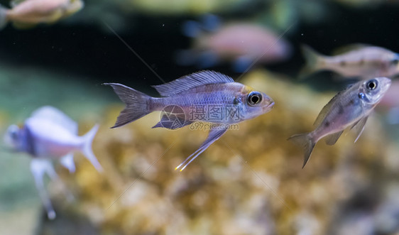 鱼热带水族馆宠物一种热带水族馆宠物慈鲷橙火图片