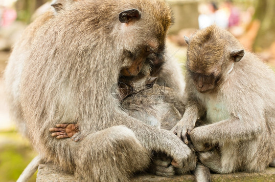 印度尼西亚乌布德圣猴子森林长尾马卡法眼旅行吃猿图片