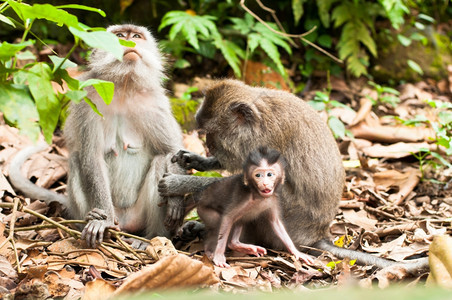 猕猴灵长类动物草印度尼西亚乌布德圣猴子森林长尾马卡法眼图片
