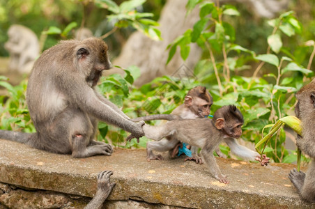 家庭野生动物印度尼西亚乌布德圣猴子森林长尾马卡法眼母亲图片