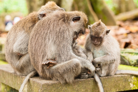 印度尼西亚乌布德圣猴子森林长尾马卡法眼荒野丛林母亲图片