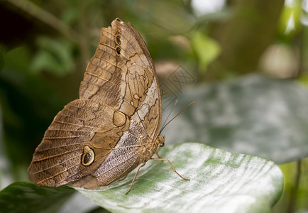 物种昆虫绿树叶上的木蝴蝶图片