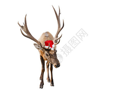 喇叭脊椎动物滑稽的红鹿在圣诞节或老人帽子上孤立在白色背景鹿是新年符号横幅与复制空间滑稽的红鹿在圣诞节或老人帽子孤立在白色背景上巨图片
