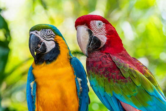 金刚鹦鹉阿拉蓝色和金的马考或AraArarauna和绿色双翼美人或氯叶类可爱宠物多彩鸟类野生动物的美丽近视鹦鹉面貌在绿色背景上是图片