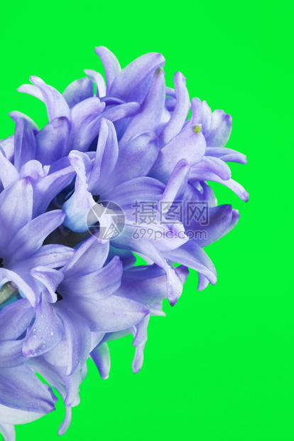 季节紫色绿背景上美丽的蓝色鲜青花朵环心图片