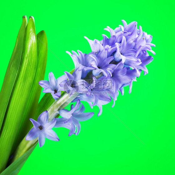 植物群美丽的鲜蓝色花朵绿背景的青蓝花朵绿色背景丰富多彩的图片