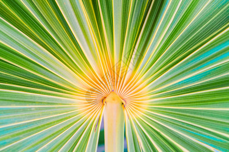 绿色美丽的热带棕榈叶线条和纹理鲜活岛屿上的绿棕榈叶线条和纹理图片