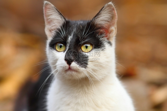 可爱的小猫咪肖像画出焦点背景虎斑猫眼睛宠物图片