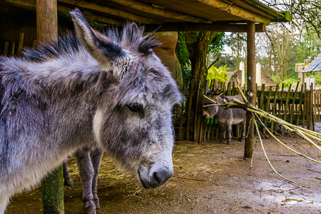 乡村的马科特制受欢迎宠物和农场动们的脸部迷你驴图片