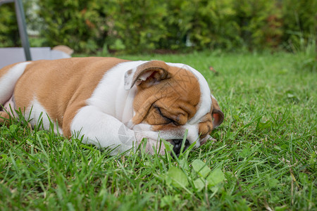 玩犬类自然拉脱维亚普里库利市英语小狗斗牛犬在2019年8月日的草地睡觉图片