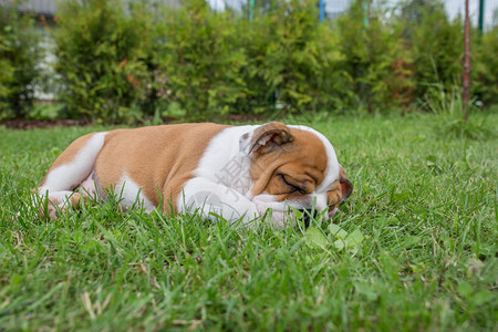 动物肖像拉脱维亚普里库利市英语小狗斗牛犬在2019年8月日的草地睡觉可爱图片