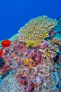 硬珊瑚礁建筑北阿里环礁马尔代夫印度洋亚洲息肉动物殖民图片