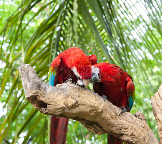 生活丰富多彩的在树上亲吻一对多彩的金刚鹦鹉禽类图片