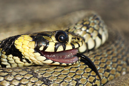 爬虫科学野生动物青少年亚特雷斯纳里克Natrixnatrix中草蛇的肖像图片