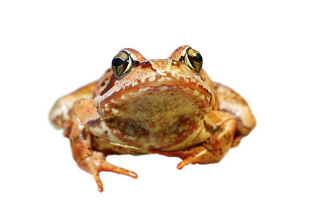 关闭欧洲普通青蛙将隔离在白色背景之上拉纳临时栖息地野生动物湿的坐着图片