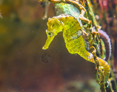 生动水下鱼类学具有黑斑点的共黄色河口海马来自非洋的热带水族馆宠物图片