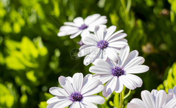 芽夏天自然绿色的调子叶背景上美丽的白色紫花朵和图片