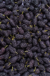顶上视图排列mulberry自然颜色桑图片